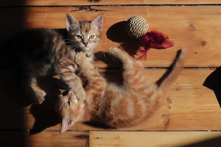 Things to know about keeping FIV+ or FeLV+ cats together with negative cats