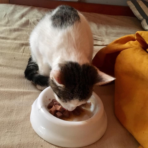 250754201 4674834632623306 442241197881196717 n