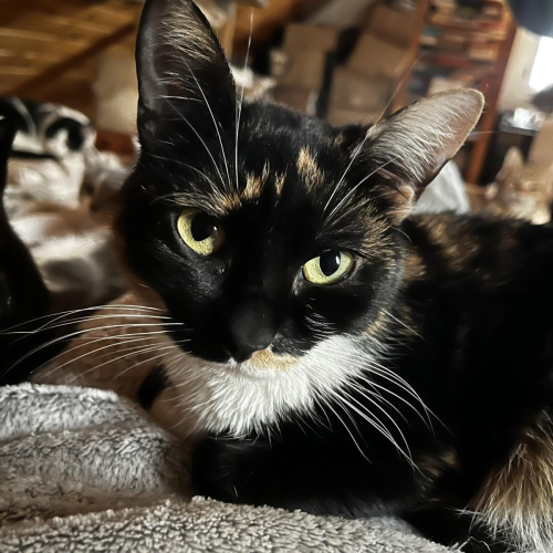 322589945 2431853693634381 3445033600860370717 n