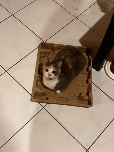 334223193 937207660617005 8098155530784656888 n